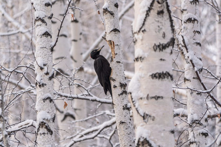 Black woodpecker female, Dryocopus martius, on a birch in a winter forestの写真素材
