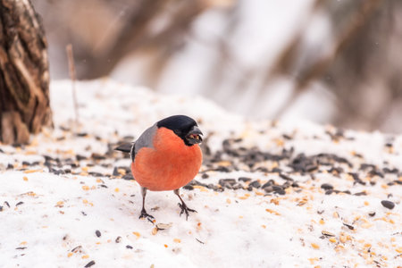 Bullfinch sitting on a branch without leaves in the autumn or winter. The Eurasian or common...