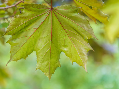 Spring branches of maple tree with fresh green leaves. Spring background with copy space. Acer...