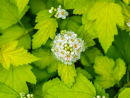 Viburnum opulus, Guelder rose. Beautiful white flowers of blooming Viburnum shrub on dark green...