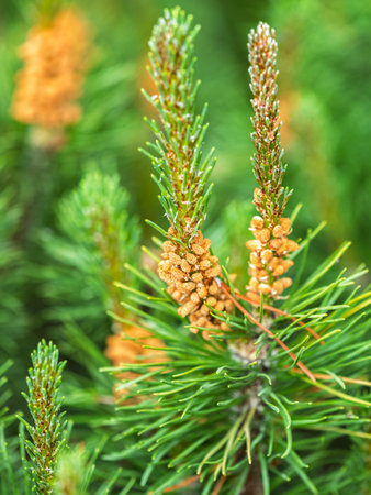 Closeup of fir branches with young buds. Spring nature concept. Fresh spruce branch in spring...