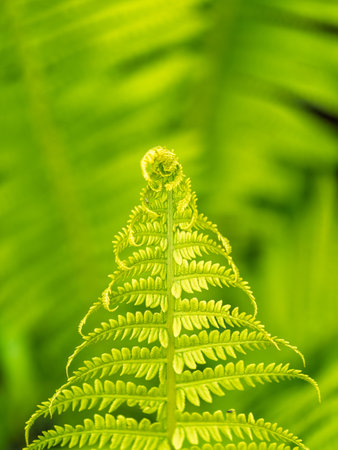 Natural green young ostrich fern or shuttlecock fern leaves (Matteuccia struthiopteris). Close-up of...