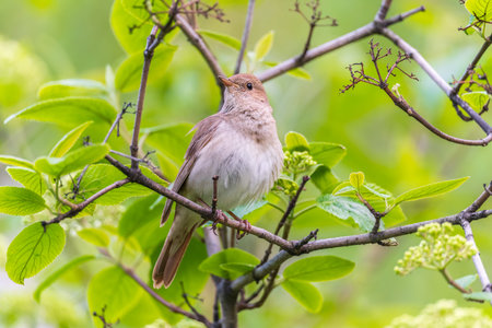 Thrush Nightingale, Luscinia luscinia. A bird sits on a tree branch and sings. Small passerine brown...