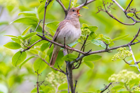 Thrush Nightingale, Luscinia luscinia. A bird sits on a tree branch and sings. Small passerine brown bird best known for its powerful and beautiful song, singing also in the night.の写真素材
