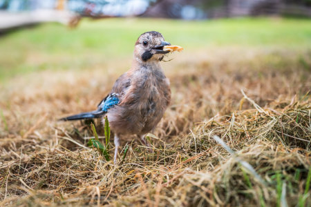 The Eurasian jay (Garrulus glandarius) is a species of passerine bird in the family Corvidae.