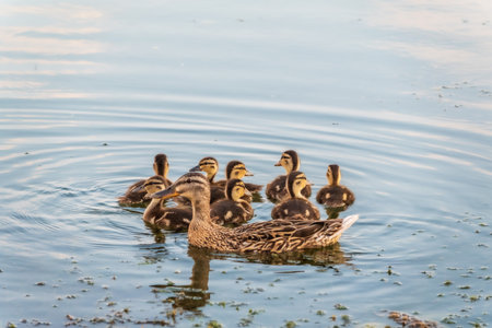 A family of ducks, a duck and its little ducklings are swimming in the water. The duck takes care of its newborn ducklings. Ducklings are all together included. Mallard, lat. Anas platyrhynchos