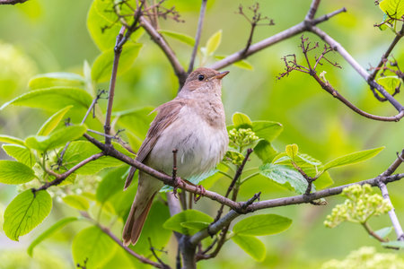 Thrush Nightingale, Luscinia luscinia. A bird sits on a tree branch and sings. Small passerine brown bird best known for its powerful and beautiful song, singing also in the night.