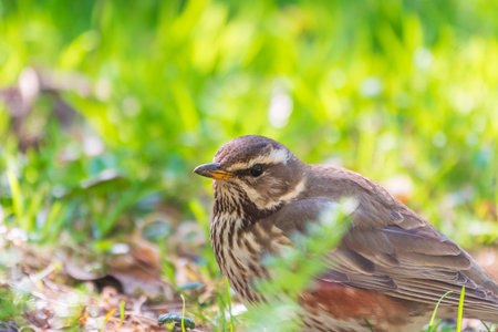 Wood bird Redwing, Turdus iliacus, on a sprng lawn. Small thrush feeding on grassland and showing red flanks and light stripe above the eye. Close-up of foraging parent animal collecting food.