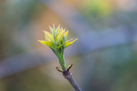 Nature of green leaf in garden at summer. Natural green leaves plants using as spring background cover page environment ecology or greenery wallpaper