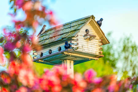 Birds Hanging Out On A Birdhouse Next To A Beautiful Tree Right Before Sunsetの写真素材