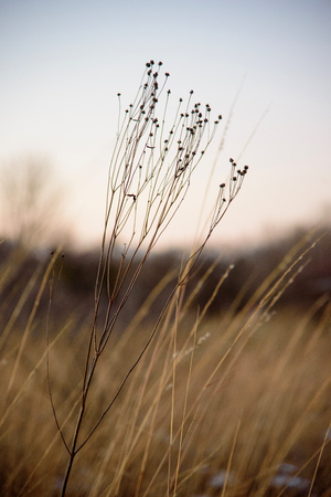 Closeup of tall dry grass and wildflowers in field in winterの写真素材