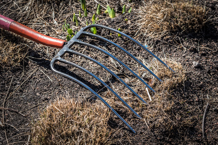 pitchfork laying in dirt and thatched grass exposing new green growth coming up from ground in early springの写真素材