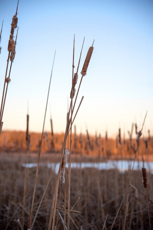 cattails in winter with small pond and forest trees illuminated by evening sunset in backgroundの写真素材