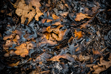 closeup low angle view of burnt leaves and ash after controlled burn in forest preserves as part of restoration projectの写真素材