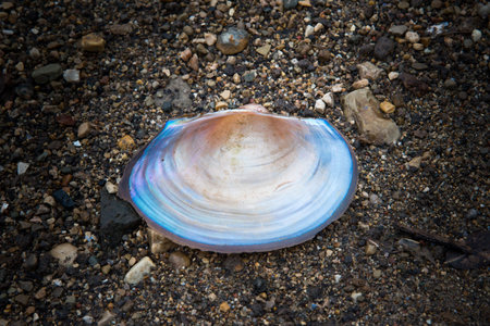 closeup of colorful shell half laying on pebble textured sandy beach