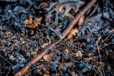 closeup of burnt leaves on forest floor after controlled burn