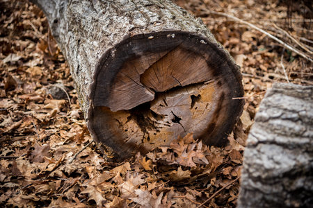 closeup of a cut log in autumn leaves