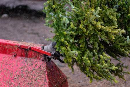 closeup of shaker machine shaking pine needles off fresh cut Christmas tree at cut your own tree lot