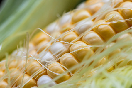 macro closeup of sweet corn kernels on cob