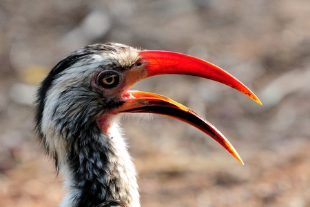 A Southern Red-billed Hornbill in the Marakele National Park, South Africaの写真素材