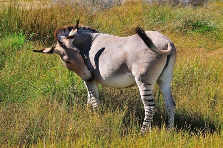 A Zonkie, a cross between a Donkey Mare and a Zebra stallionの写真素材