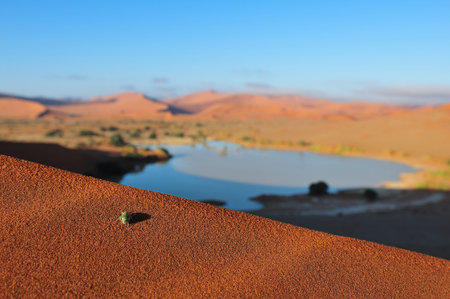 An insect on a dune with Sossusvlei in the Namib desert of Namibia filled with water in the background  の写真素材