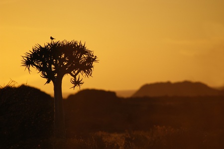 A bird on a quiver tree against the sunsetの写真素材