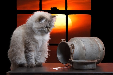 Montage from three photos of a cat, milk can and sunsetの写真素材