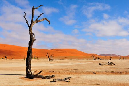 A lonely tree skeleton at Deadvlei near Sossusvlei, Namibiaの写真素材