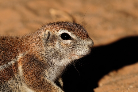 Cape Ground Squirrel (Xerus Inauris). Photo taken at Mata Mata in the Kgalagadi Transfrontier Park, South Africaの写真素材