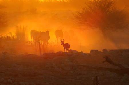 A fiery sunset at Okaukeujo waterhole, Namibiaの写真素材