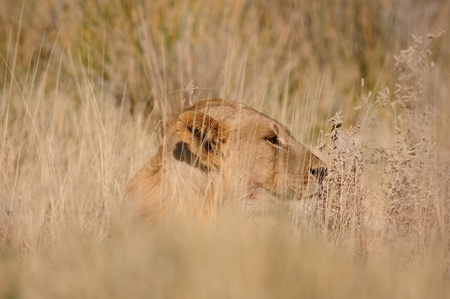 Lion, Panthera leo, Etosha National Park, Namibiaの写真素材