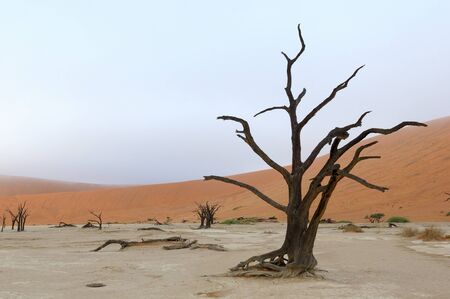 A lonely tree skeleton at Deadvlei near Sossusvlei, Namibiaの写真素材