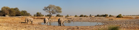 Panorama waterhole, Etosha National Park, Namibiaの写真素材