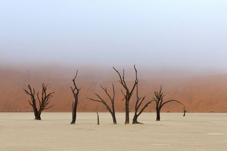 A lonely tree skeleton at Deadvlei near Sossusvlei, Namibiaの写真素材
