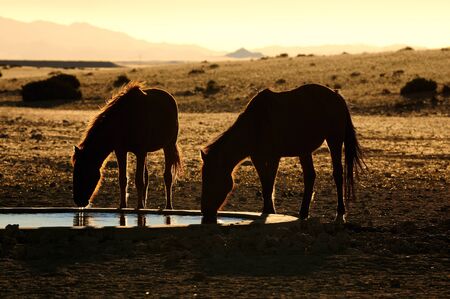 Wild Horses of the Namib near Aus, Namibia の写真素材
