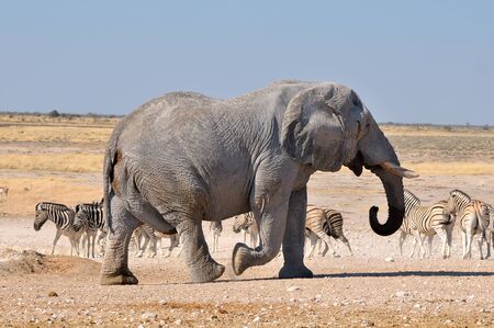 Elephant walking in the Etosha National Park, Namibiaの写真素材