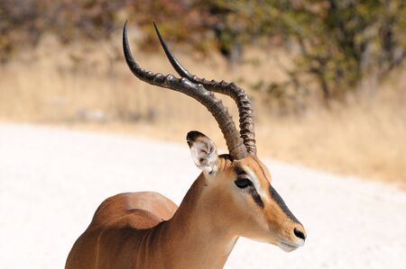 Male Impala in the Etosha National Parkの写真素材