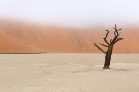 A lonely tree skeleton at Deadvlei near Sossusvlei, Namibiaの写真素材