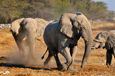 An Elephants charging another elephant, Okaukeujo waterhole, Etosha National Park, Namibiaの写真素材