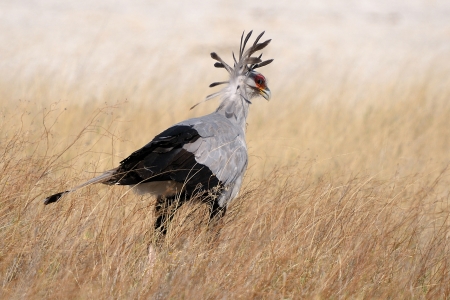 Secretary Bird, Sagittarius serpentarius in grass, Etosha National Park, Namibiaの写真素材