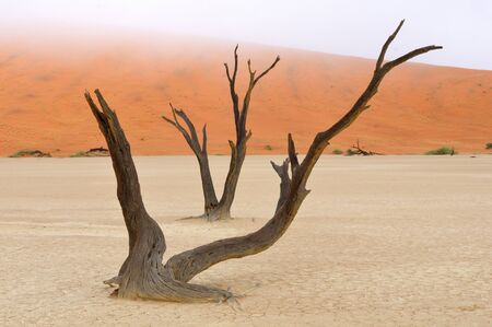 Tree skeletons at Deadvlei near Sossusvlei, Namibiaの写真素材