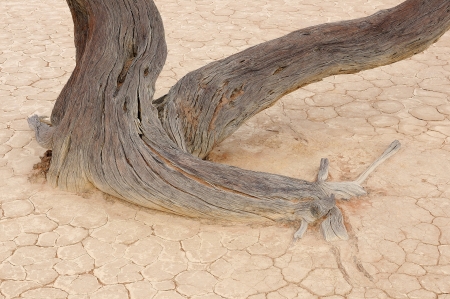 A lonely tree skeleton at Deadvlei near Sossusvlei, Namibiaの写真素材