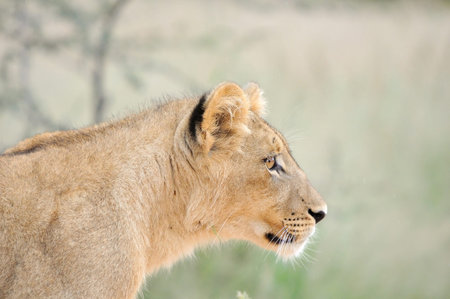A lion cub, Kgalagadi Transfrontier Park の写真素材