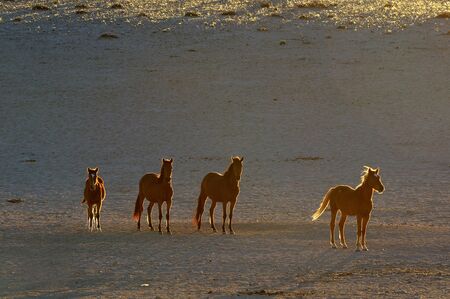 Wild Horses of the Namib near Aus, Namibia.の写真素材