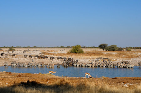 Blue Wildebeest, Zebra and Springbok drinking water at the Okaukeujo waterhole, Etosha National Park, Namibiaの写真素材