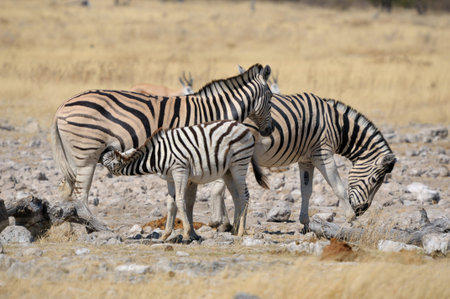 Zebra foal suckling, Etosha National Park, Namibiaの写真素材