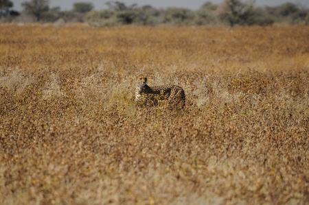 A Cheetah, Acinonyx jubatus in the Etosha National Park, Namibiaの写真素材