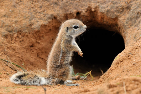 Cape Ground Squirrel (Xerus Inauris). Photo taken at Mata Mata in the Kgalagadi Transfrontier Park, South Africaの写真素材