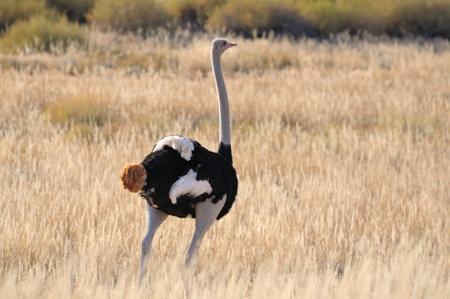 A male Ostrich in the Kgalagadi Transfrontier Park, South Africa
